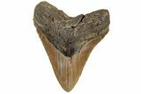 Serrated, Fossil Megalodon Tooth - North Carolina #199700-2